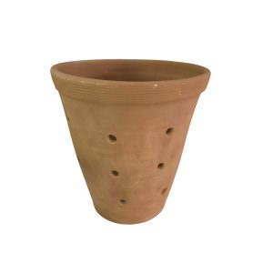 Orchids Pot